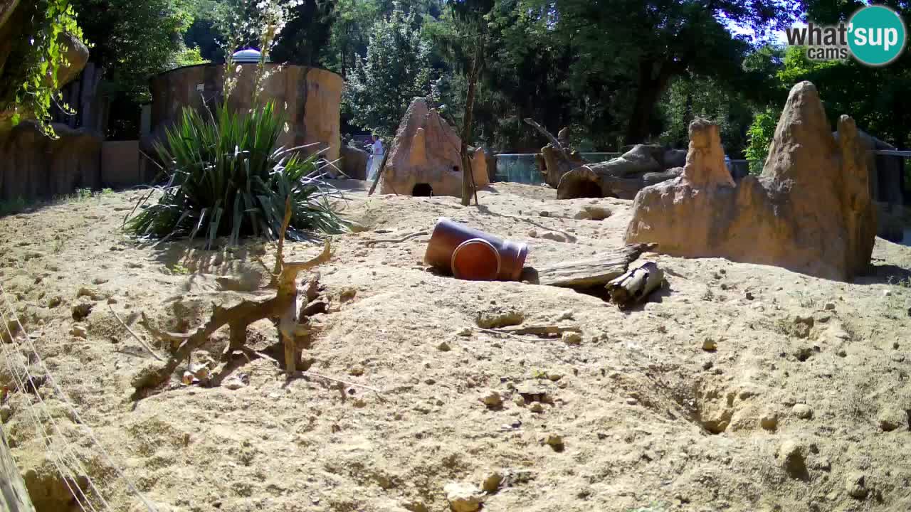 Zoo Ljubljana – Meerkat (Suricata)