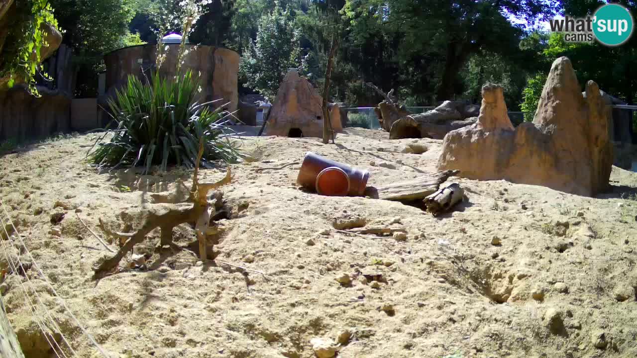 Webcam Zoo Ljubljana – Suricate