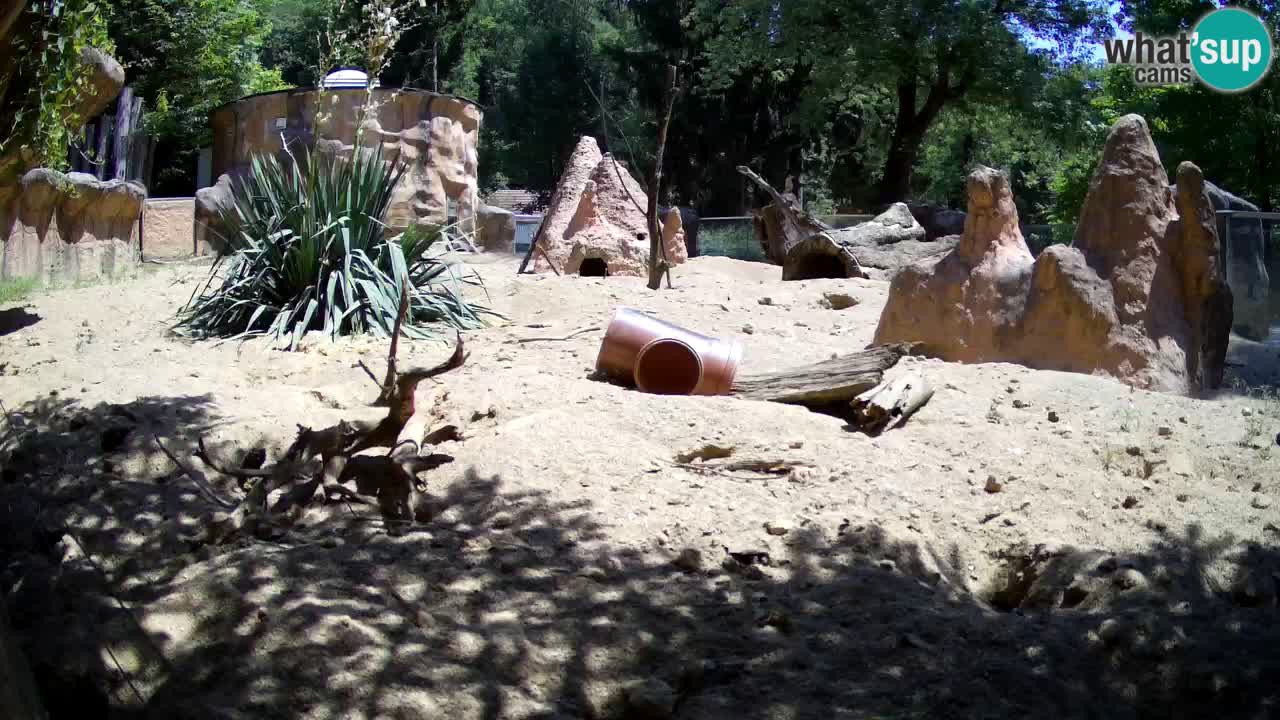 Zoo Ljubljana – Meerkat (Suricata)