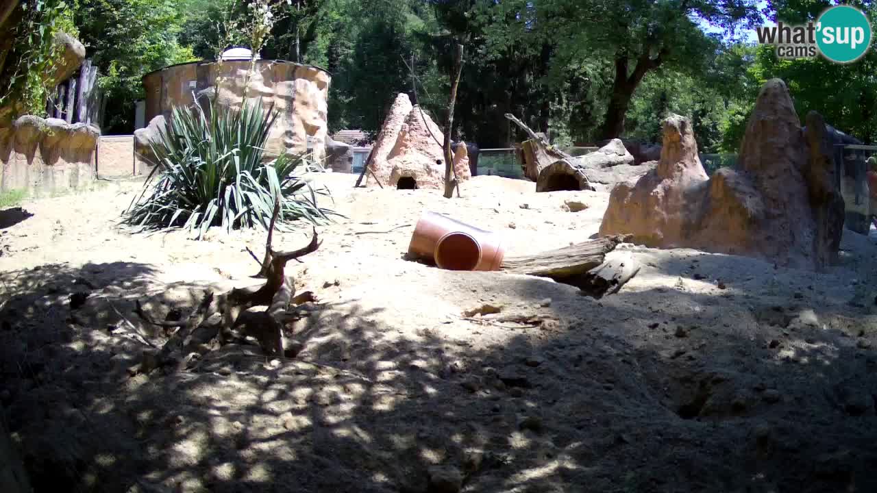 Webcam live Zoo Ljubljana – Suricata