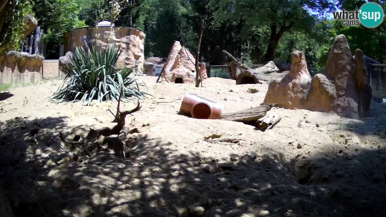 Zoo Ljubljana – Meerkat (Suricata)