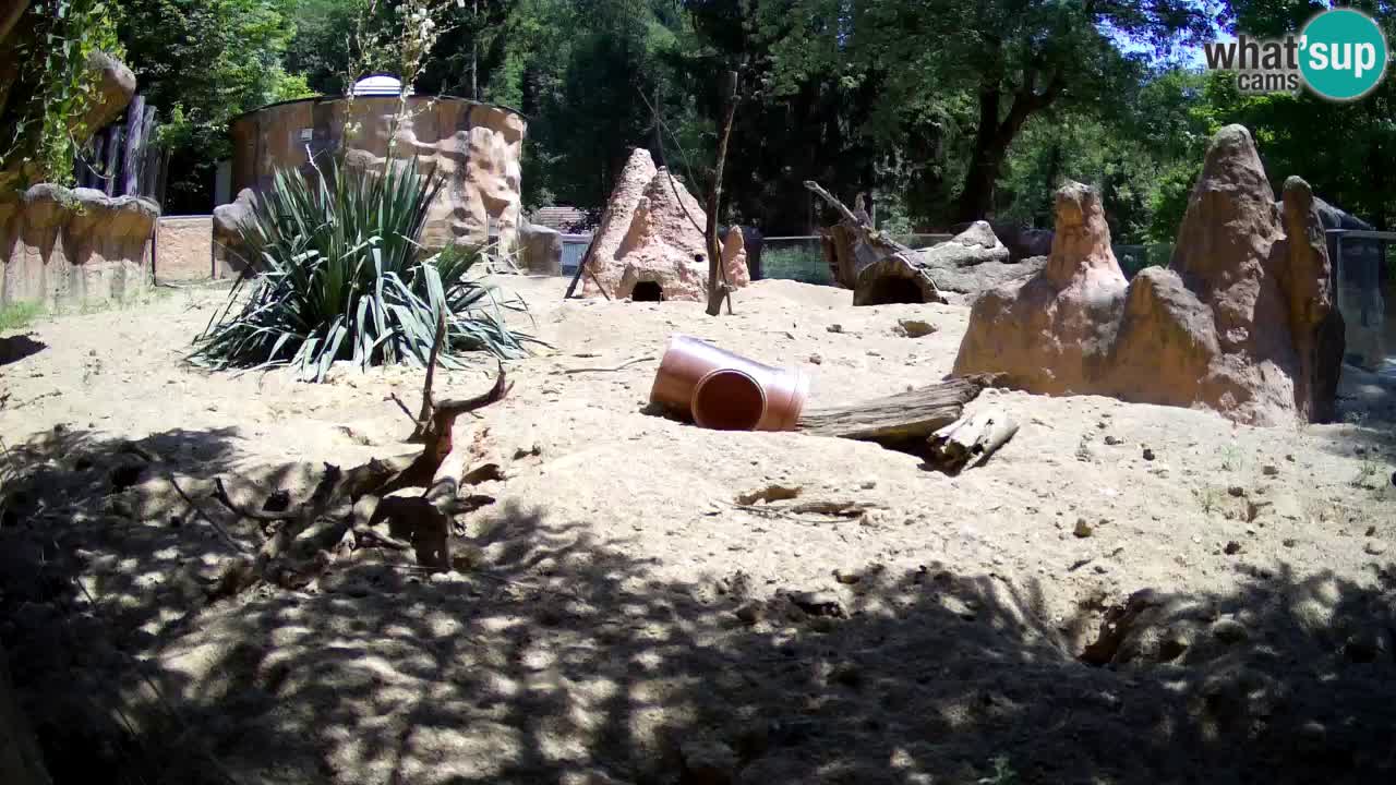 Web kamera Zoo Ljubljana – Merkat