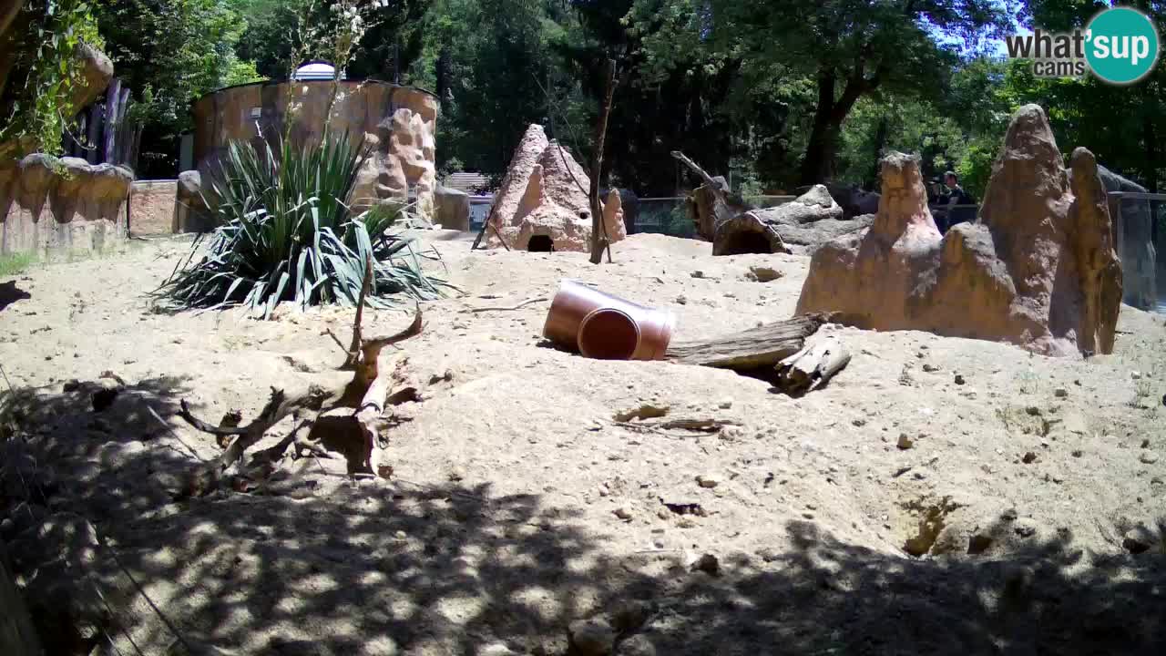 Web kamera Zoo Ljubljana – Merkat
