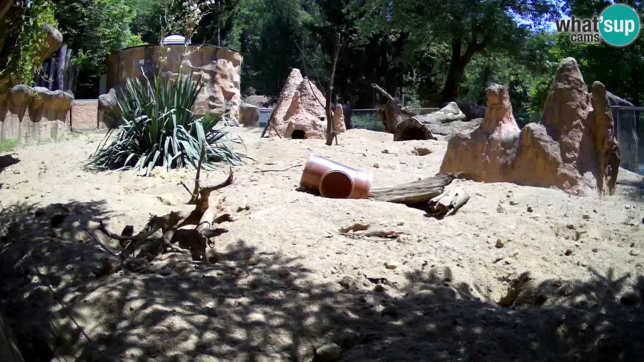 Live cam Zoo Ljubljana – Erdmännchen