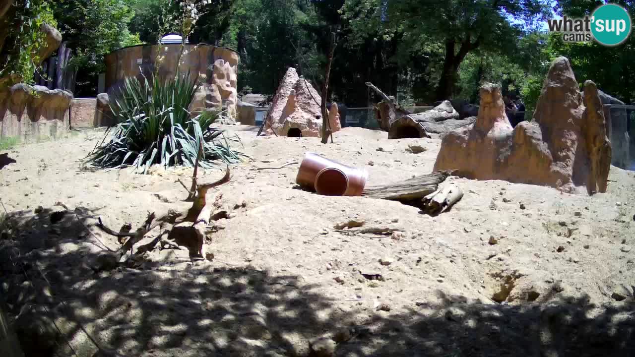 Webcam live Zoo Ljubljana – Suricata