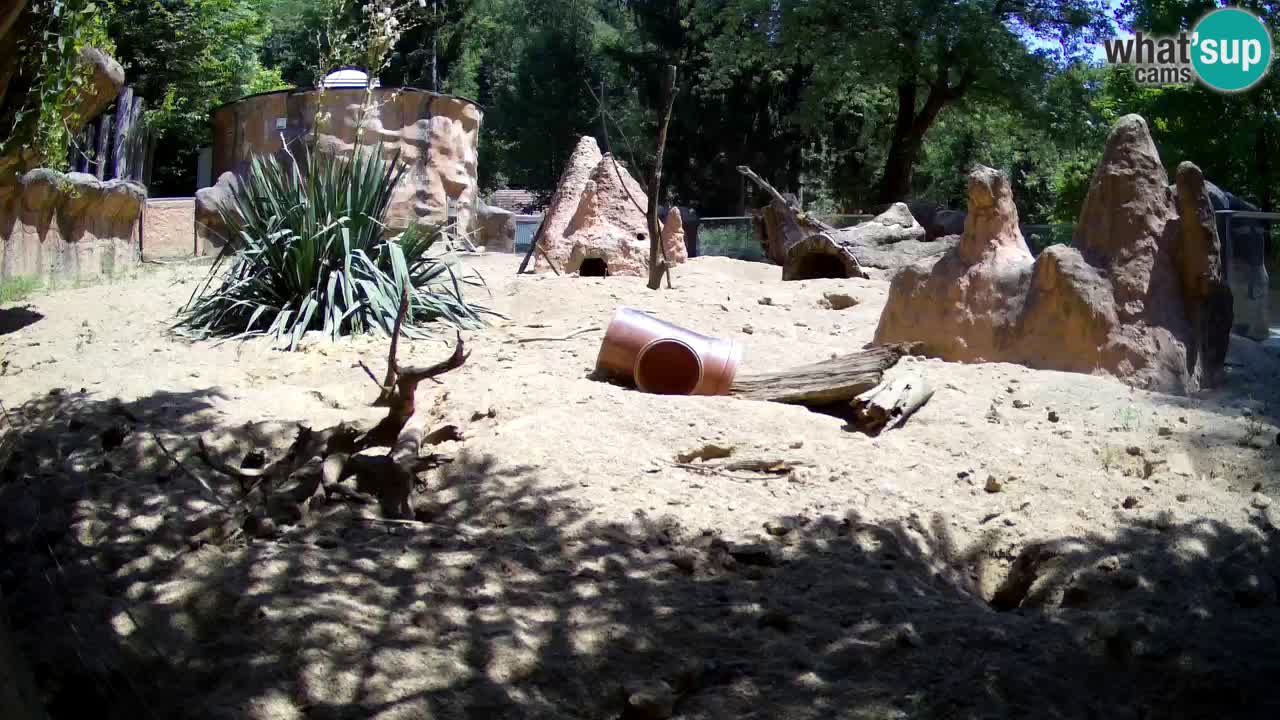 Webcam Zoo Ljubljana – Suricate