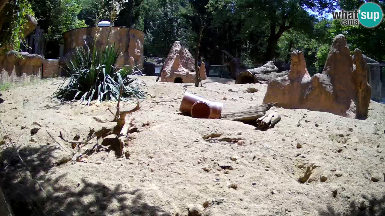 Zoo Ljubljana – Live webcam Meerkat (Suricata)