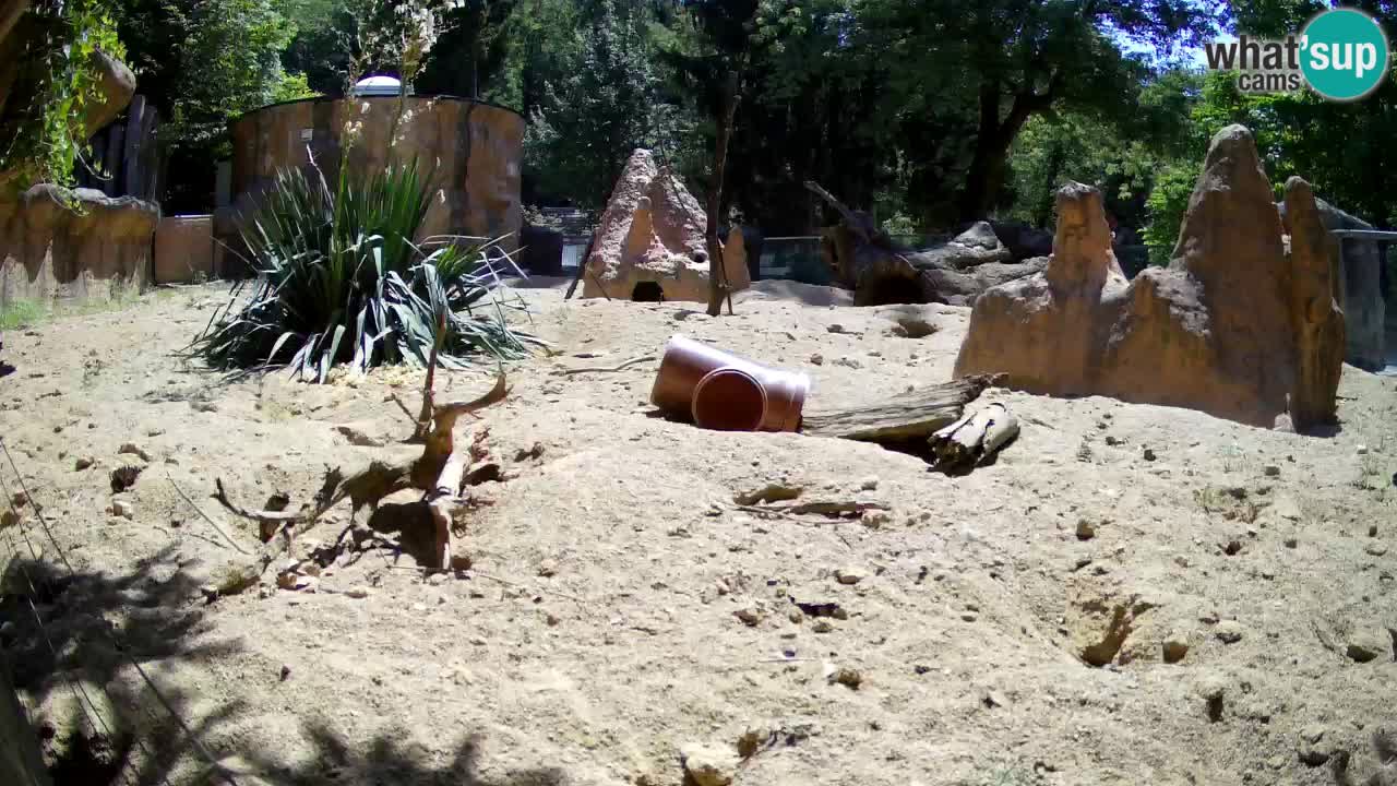 Zoo Ljubljana – Live webcam Meerkat (Suricata)