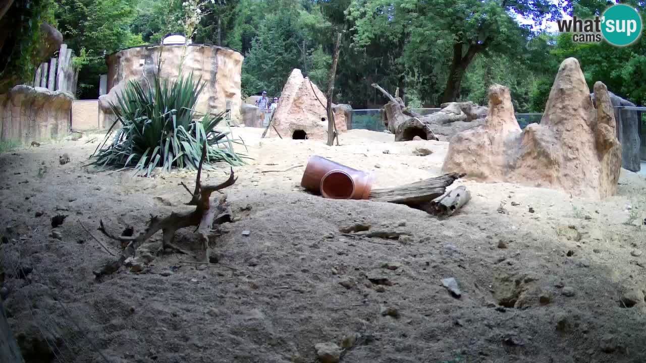 Zoo Ljubljana – Live webcam Meerkat (Suricata)