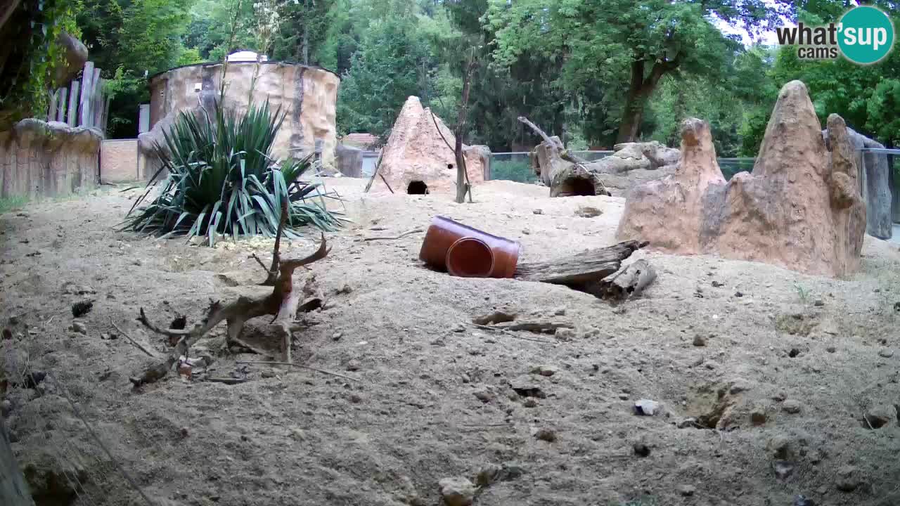 Zoo Ljubljana – Live webcam Meerkat (Suricata)