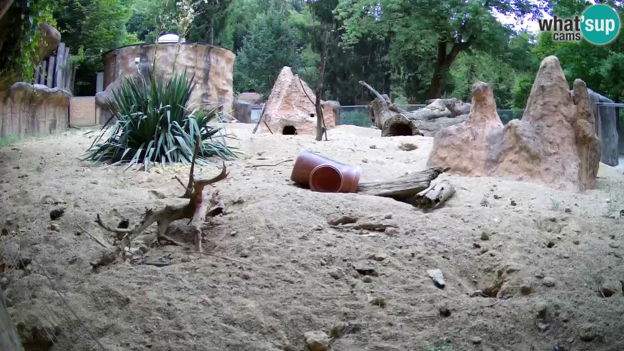 Webcam live Zoo Ljubljana – Suricata