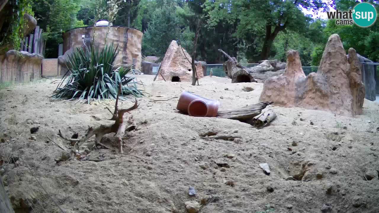 Live cam Zoo Ljubljana – Erdmännchen