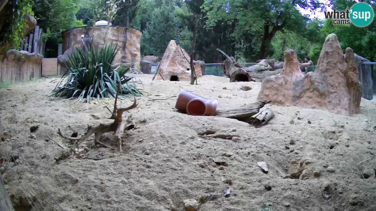 Webcam Zoo Ljubljana – Suricate