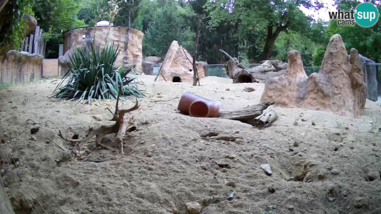 Live cam Zoo Ljubljana – Erdmännchen