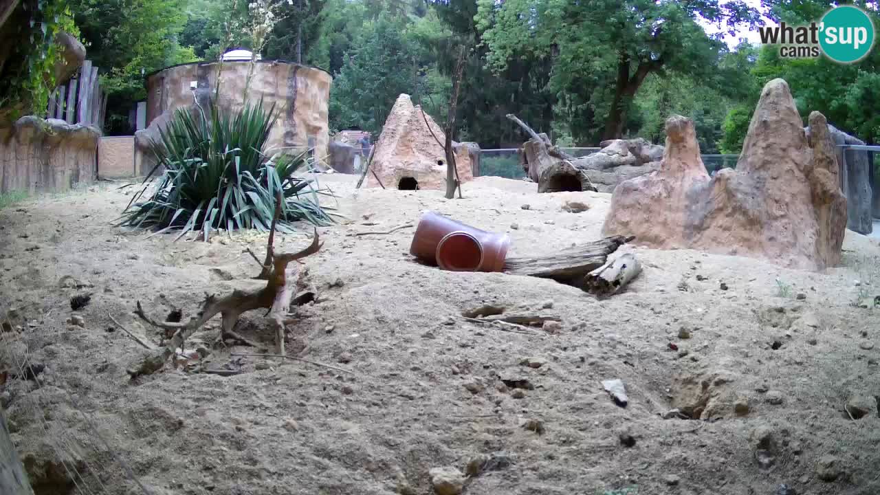 Live cam Zoo Ljubljana – Erdmännchen