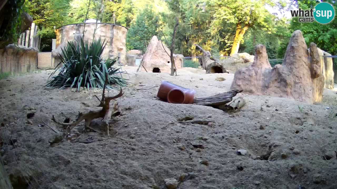 Zoo Ljubljana – Live webcam Meerkat (Suricata)