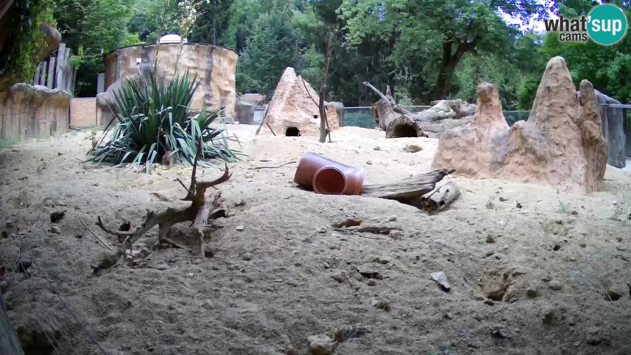 Zoo Ljubljana – Meerkat (Suricata)