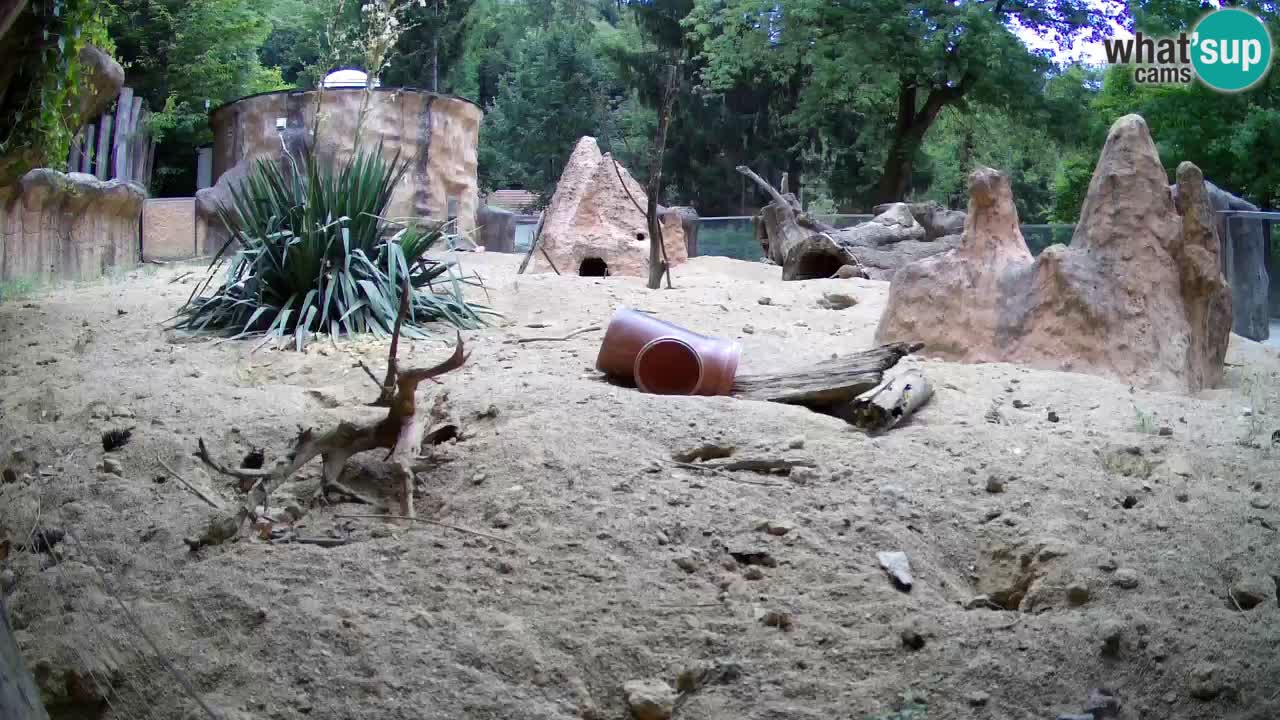 Zoo Ljubljana – Meerkat (Suricata)