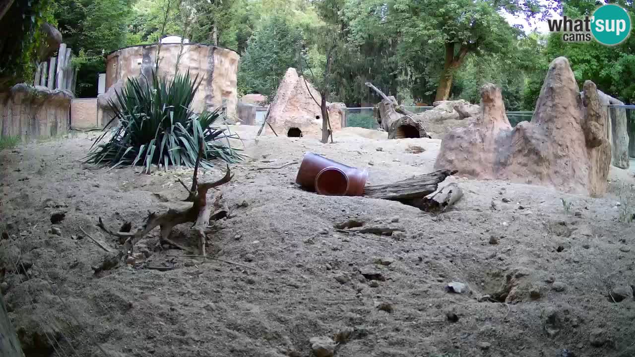 Webcam Zoo Ljubljana – Suricate