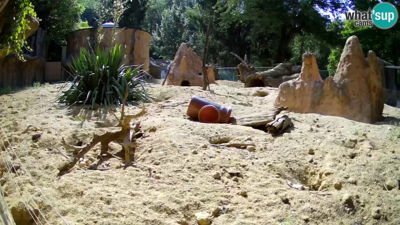 Live cam Zoo Ljubljana – Erdmännchen