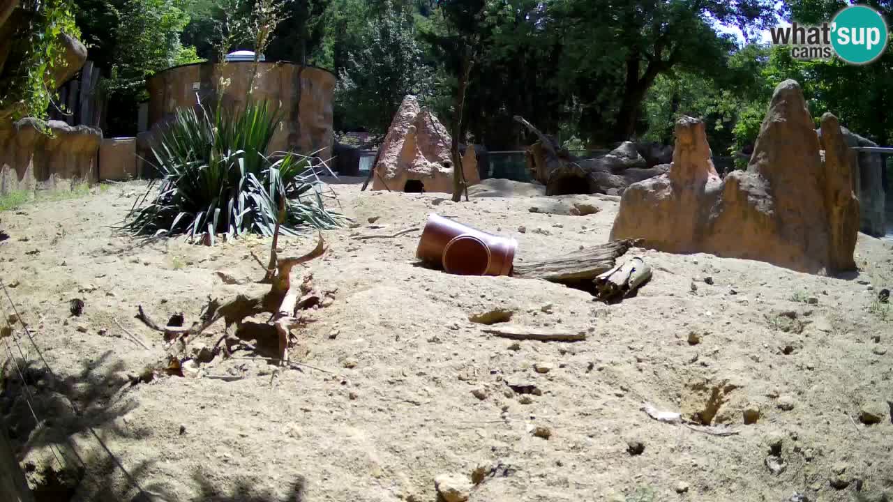 Zoo Ljubljana – Meerkat (Suricata)