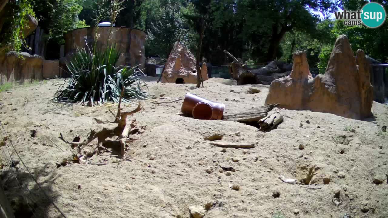 Zoo Ljubljana – Live webcam Meerkat (Suricata)