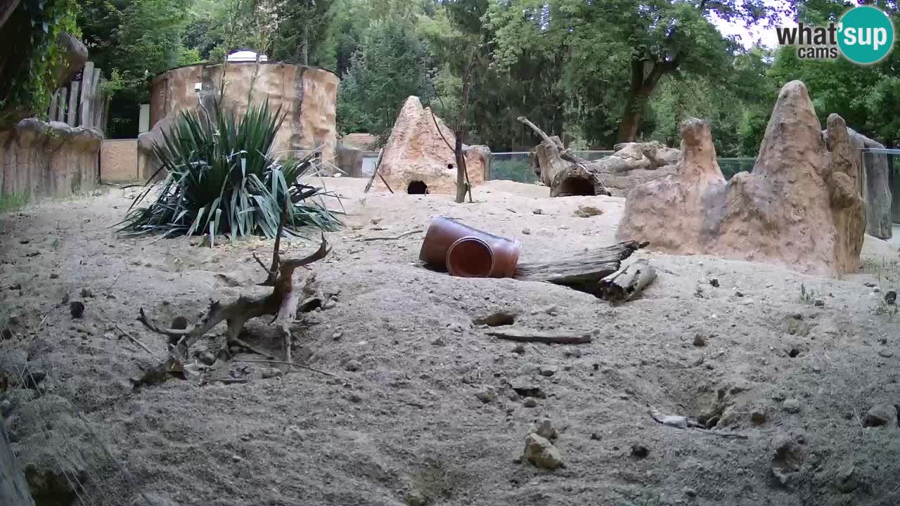 Zoo Ljubljana – Live webcam Meerkat (Suricata)