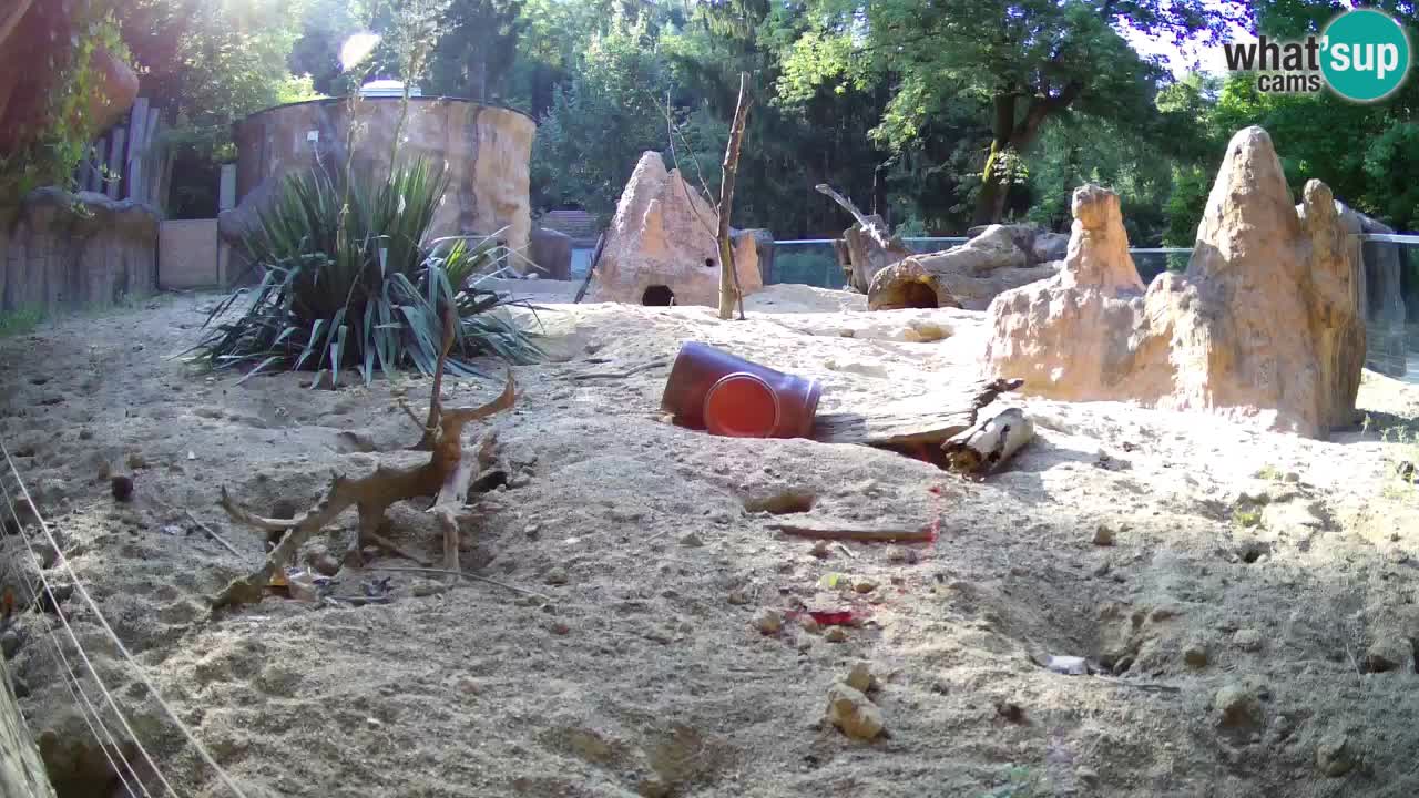 Web kamera Zoo Ljubljana – Merkat
