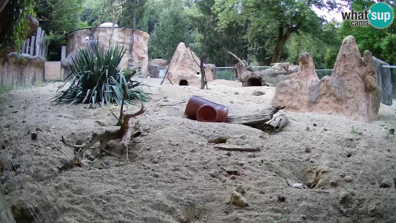 Zoo Ljubljana – Meerkat (Suricata)