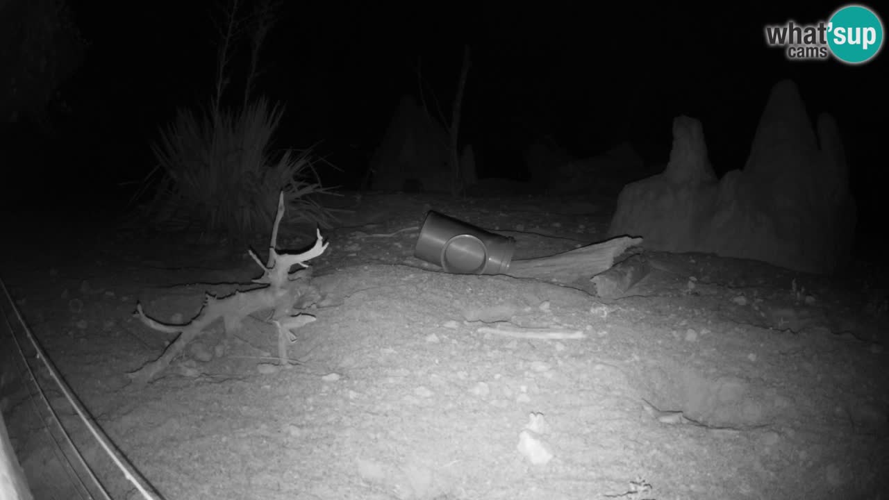 Zoo Ljubljana – Live webcam Meerkat (Suricata)