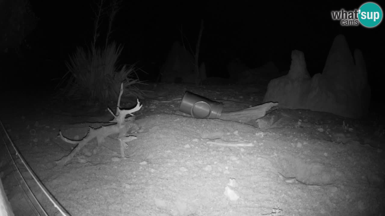 Webcam live Zoo Ljubljana – Suricata