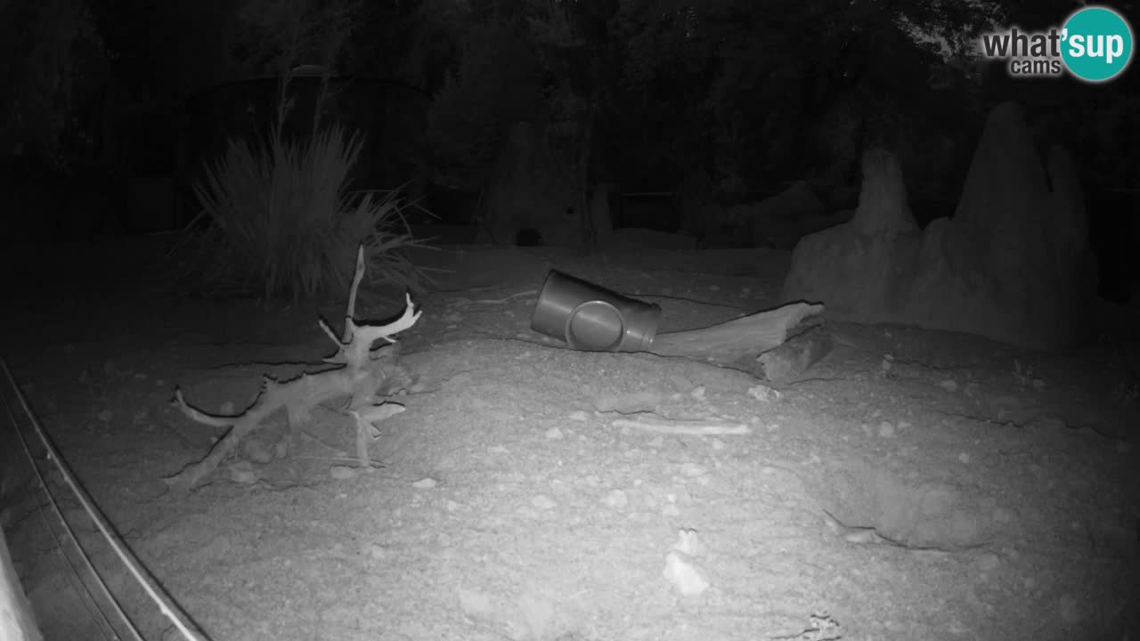 Webcam Zoo Ljubljana – Suricate