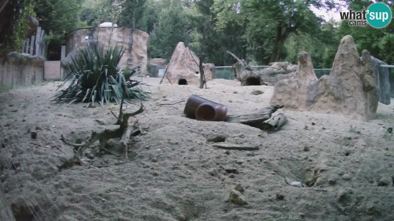 Webcam Zoo Ljubljana – Suricate