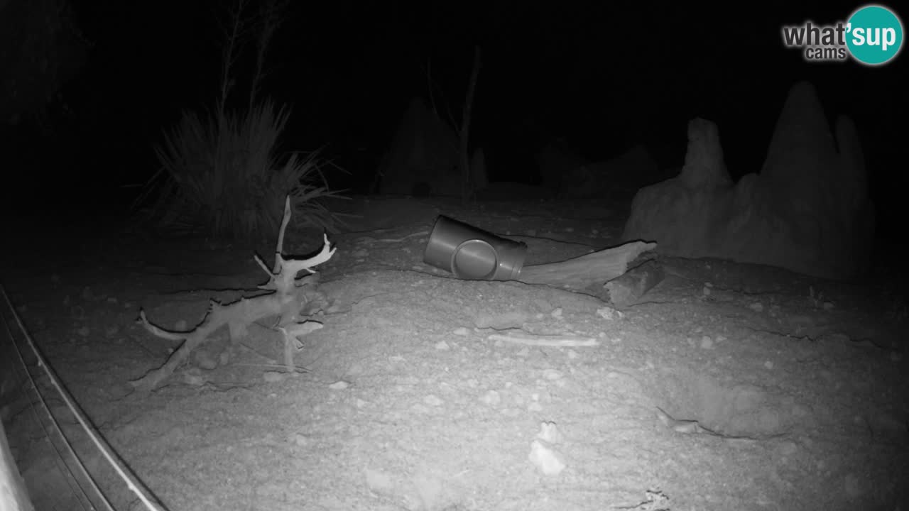 Webcam Zoo Ljubljana – Suricate