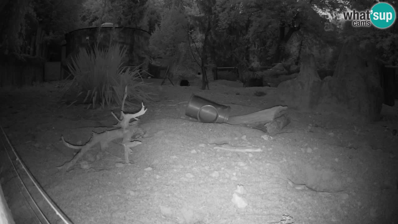 Webcam Zoo Ljubljana – Suricate