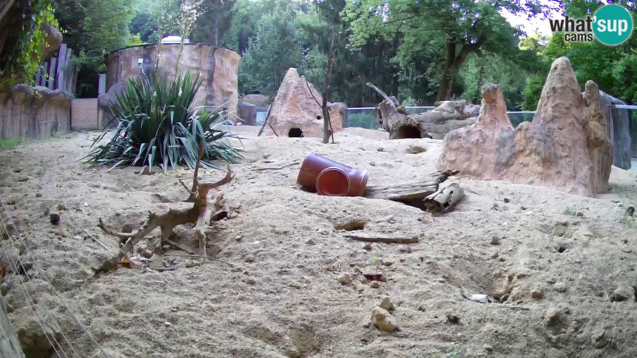 Live cam Zoo Ljubljana – Erdmännchen