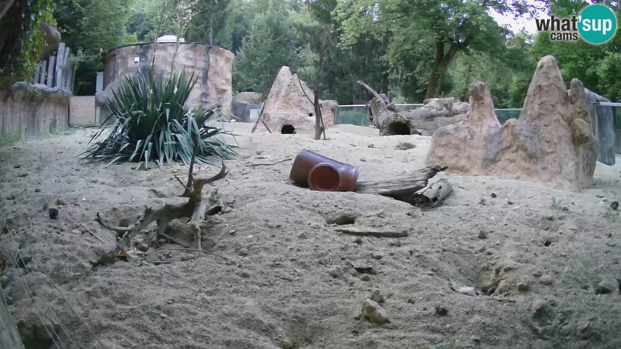 Web kamera Zoo Ljubljana – Merkat