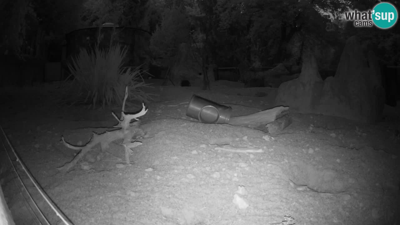 Live cam Zoo Ljubljana – Erdmännchen