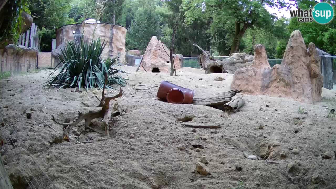 Zoo Ljubljana – Meerkat (Suricata)