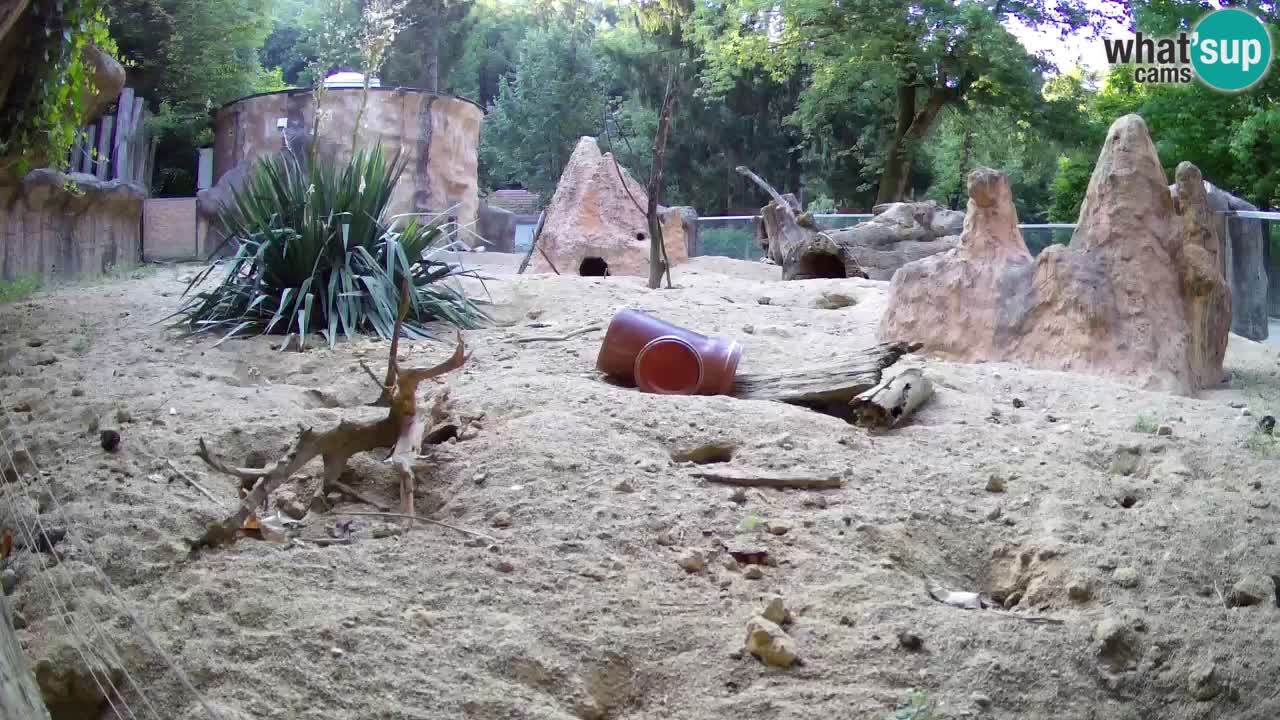Web kamera Zoo Ljubljana – Merkat