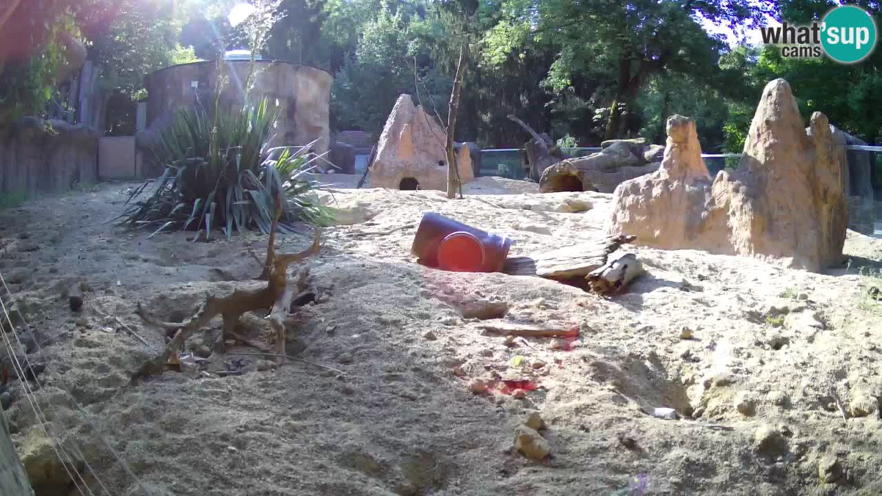 Zoo Ljubljana – Live webcam Meerkat (Suricata)