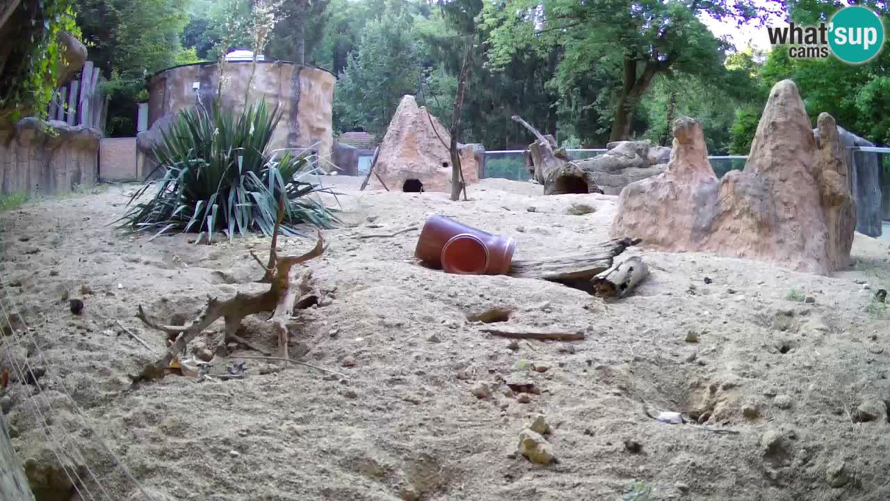 Zoo Ljubljana – Meerkat (Suricata)