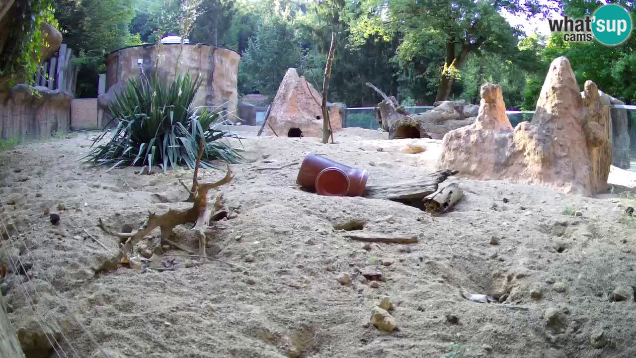 Zoo Ljubljana – Meerkat (Suricata)