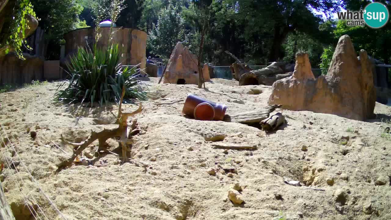 Webcam Zoo Ljubljana – Suricate