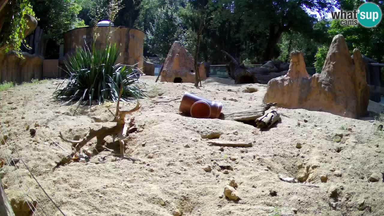 Zoo Ljubljana – Live webcam Meerkat (Suricata)