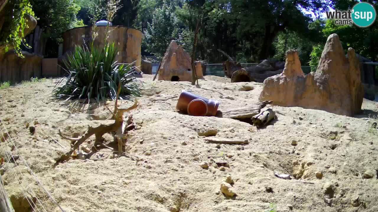 Zoo Ljubljana – Meerkat (Suricata)