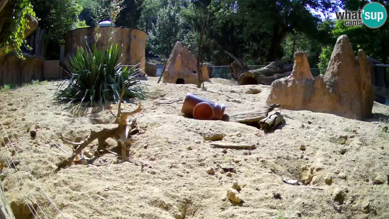 Zoo Ljubljana – Live webcam Meerkat (Suricata)