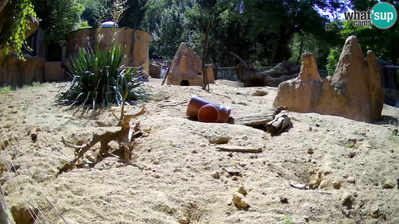 Zoo Ljubljana – Live webcam Meerkat (Suricata)