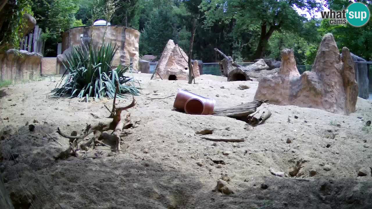 Webcam Zoo Ljubljana – Suricate
