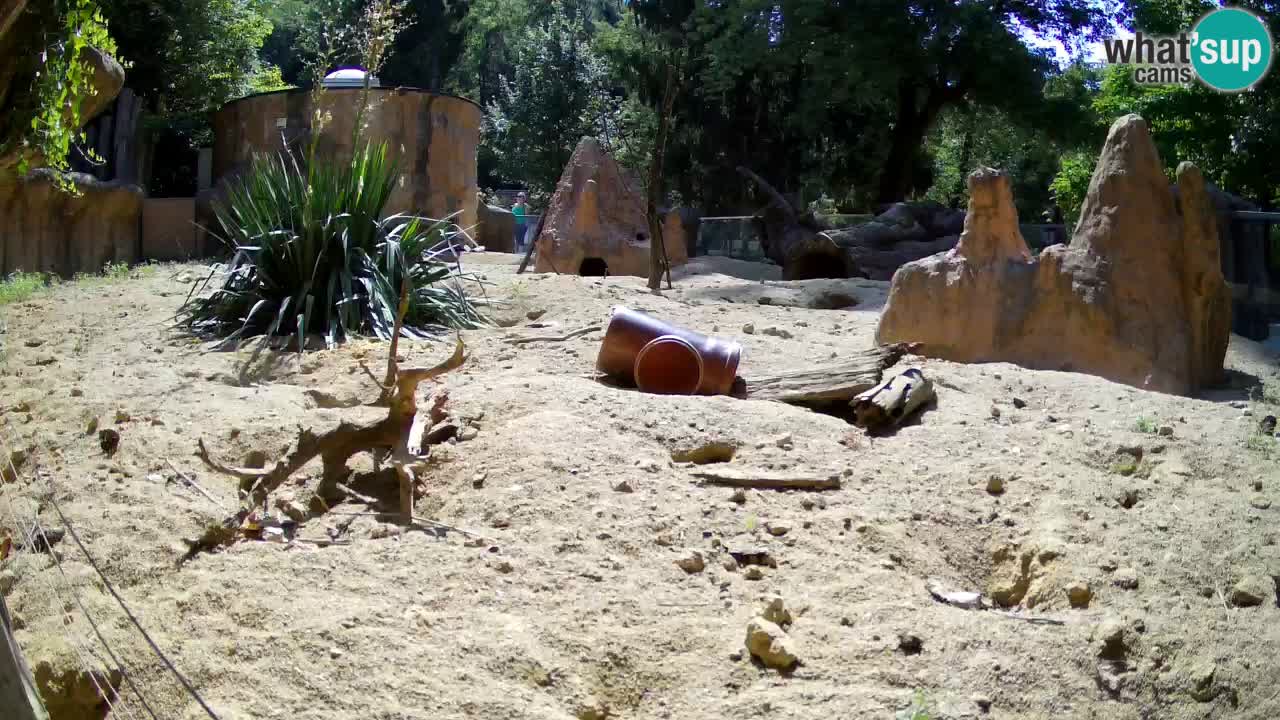 Webcam live Zoo Ljubljana – Suricata